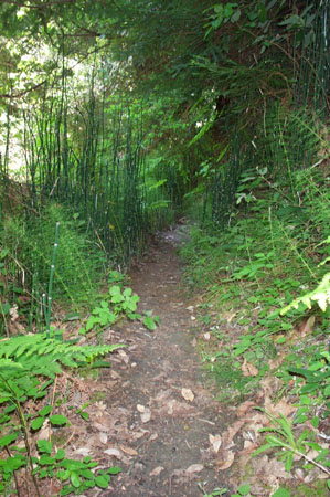 Path