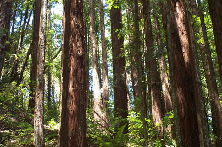 Redwoods