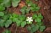 Clover Flower