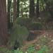 Forrest Throne