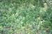 Greenery