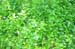 Greenery2