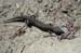 Lizard
