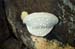 Mushroom 2