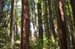 Redwoods
