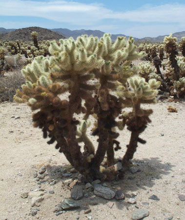 Cholla Cactus 1