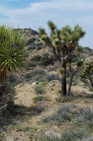 Eureka Peak Summit from Car