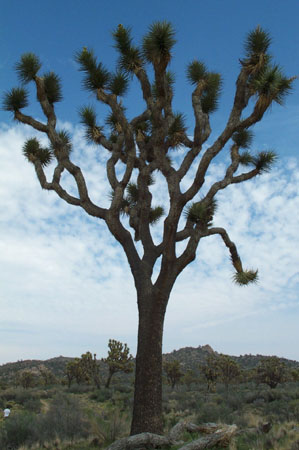 Joshua Tree 1