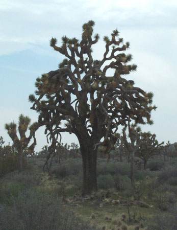 Joshua Tree 2