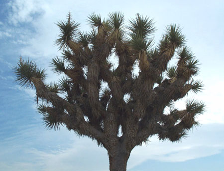 Joshua Tree 3
