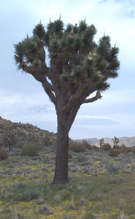 Joshua Tree 4