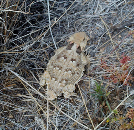 Toad on trail 1