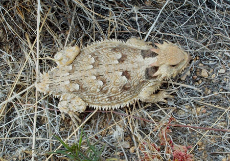 Toad on trail 2
