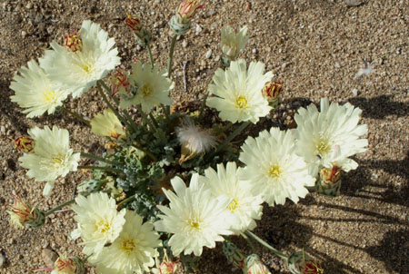 Wildflowers 1