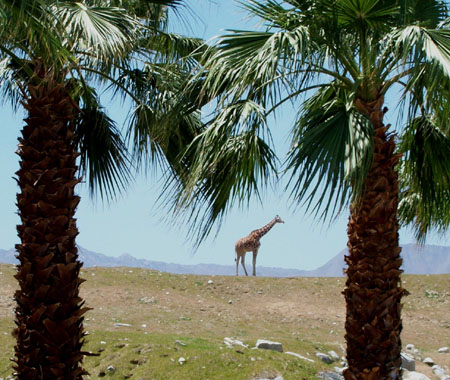 Z Living Desert Giraffe