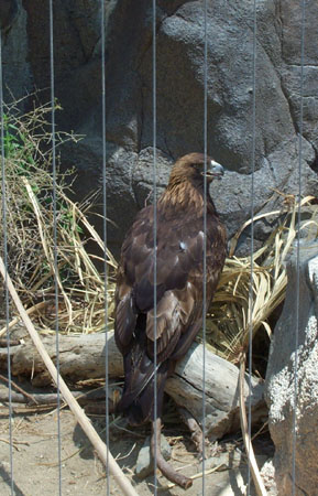 Z Living Desert Golden Eagle