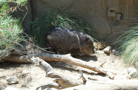 Z Living Desert Javelina