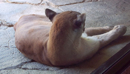 Z Living Desert Mountain Lion 1