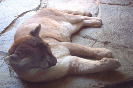 Z Living Desert Mountain Lion 2