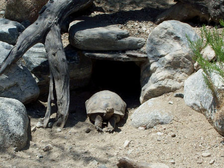 Z Living Desert Tortoise