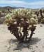 Cholla Cactus 1