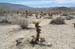 Cholla Cactus 2