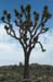 Joshua Tree 1
