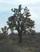 Joshua Tree 2
