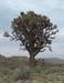 Largest Joshua Tree