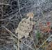 Toad on trail 1