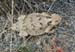 Toad on trail 2