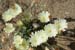 Wildflowers 1