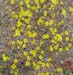Yellow Flowers 1
