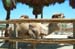 Z Living Desert Camel