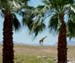 Z Living Desert Giraffe