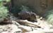 Z Living Desert Javelina