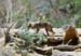 Z Living Desert Mexican Wolf