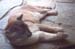 Z Living Desert Mountain Lion 2