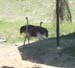 Z Living Desert Ostrich