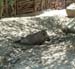 Z Living Desert Warhog