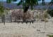 Z Living Desert Zebra