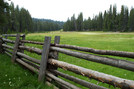 Meadow 1