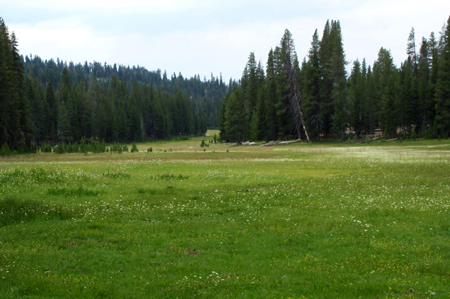Meadow 2