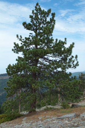 Tree 1