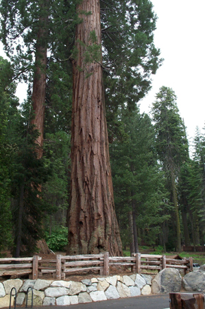 Tree 2