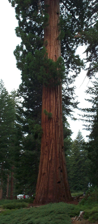 Tree 3