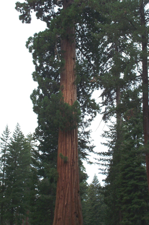 Tree 4