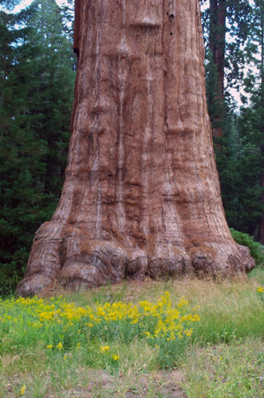 Tree 5