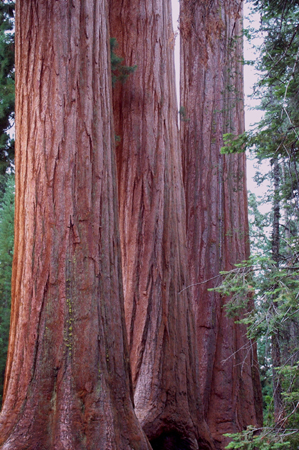 Tree 6