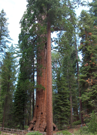 Tree 7